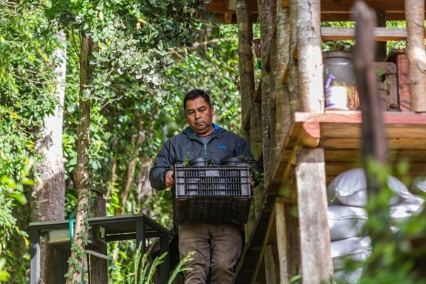 El renacimiento del Relbún: la planta vital para la textilería mapuche