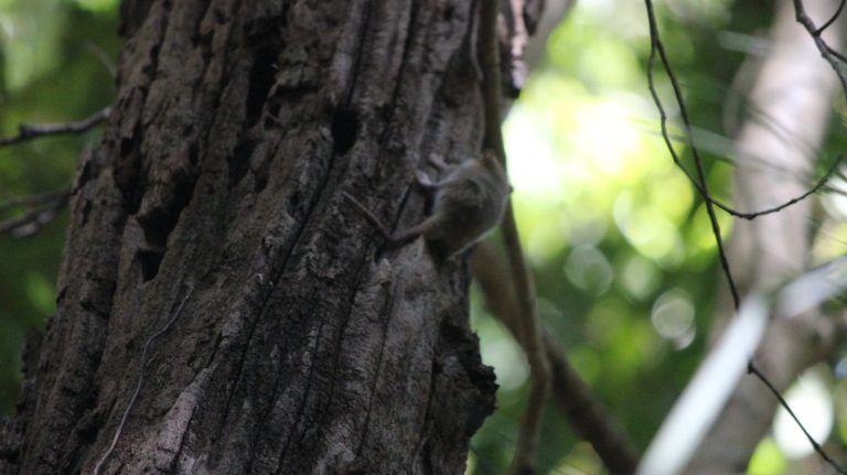 CONAF y SAG liberan cuatro monitos del monte en el Monumento Natural Cerro Ñielol