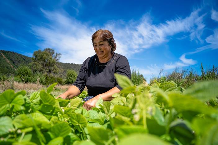 Pequeños agricultores podrán aumentar sus ventas de alimentos directamente al estado
