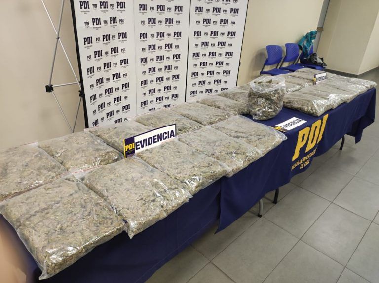 La droga fue avaluada en más $230 millones “PDI desarticula estructura criminal dedicada al tráfico de marihuana en Temuco y Padre Las Casas”