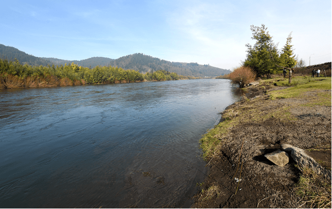 Municipio y agrupaciones realizarán nueva limpieza “masiva” del borde Río Cautín en Humedal Antumalén
