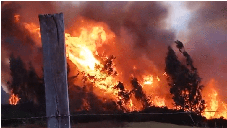 Se declara «Alerta Roja» por incendio forestal en Carahue