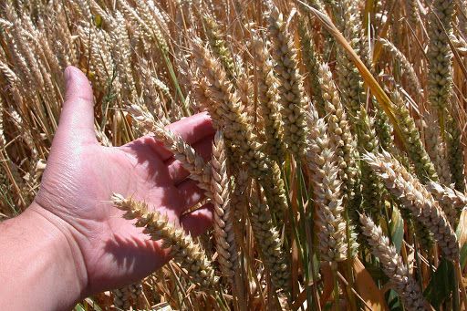 Crean red colaborativa de información sobre variedades y calidad del trigo harinero en La Araucanía