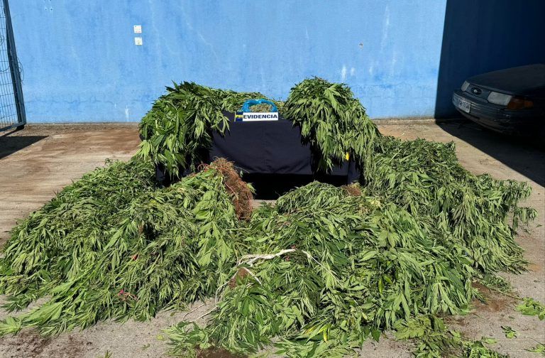 Brigada antinarcóticos de la PDI Angol incauta droga avaluada en mas de 200 millones de pesos