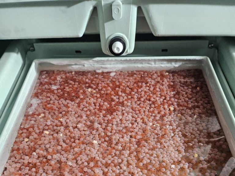ProChile destaca hito exportador en La Araucanía: primer envío de ovas de salmón a Corea del Sur