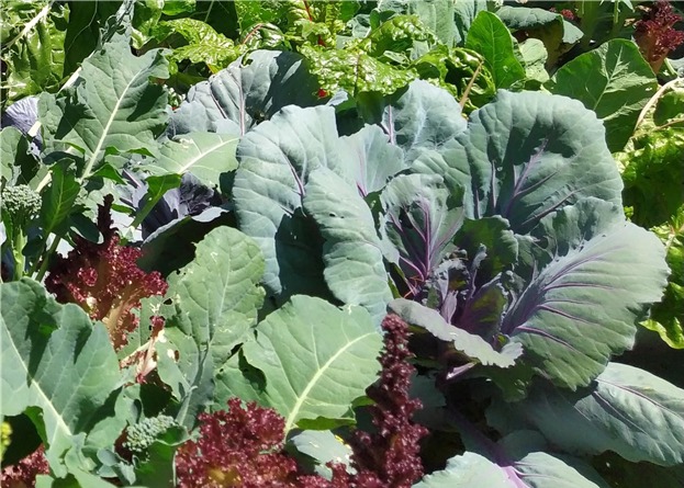 La agricultura urbana una respuesta local y comunitaria a problemas globales – visibilizar las huertas