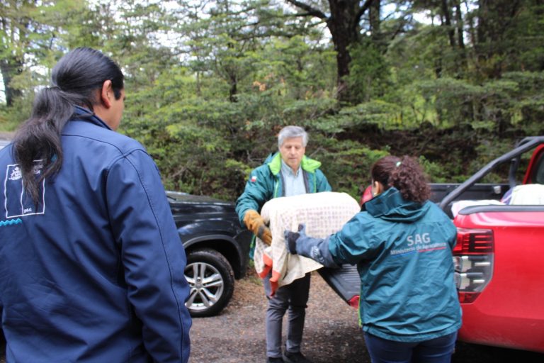 En La Araucanía tres ejemplares de la fauna silvestre fueron reintegrados a su hábitat natural