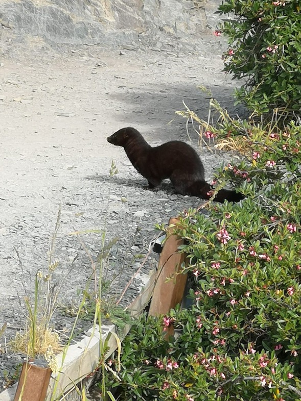 Se detecta presencia del visón americano en el Parque Nacional Torres del Paine