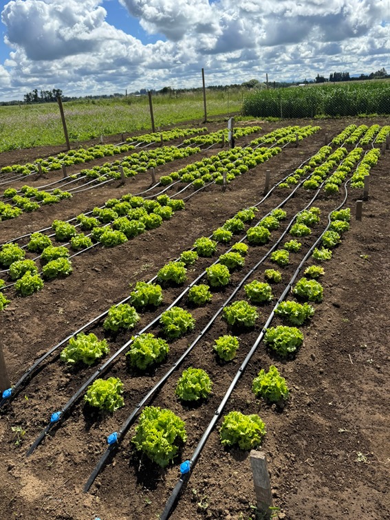 Equipo de investigadores de INIA estudian técnicas para optimizar el uso de agua en la producción de lechuga