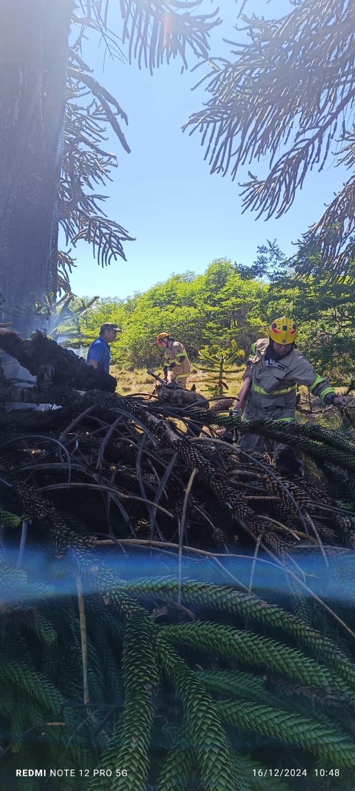 Delegación Presidencial y SENAPRED detallan medidas ante riesgo de incendios en la Araucanía