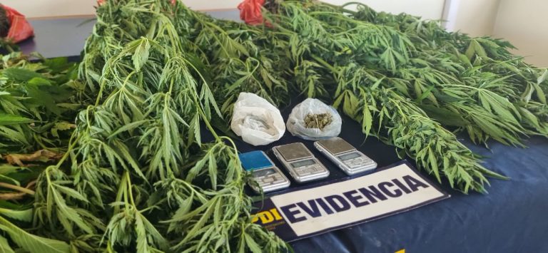 PDI detiene a hombre por cultivo de cannabis y microtráfico de drogas en Pucón