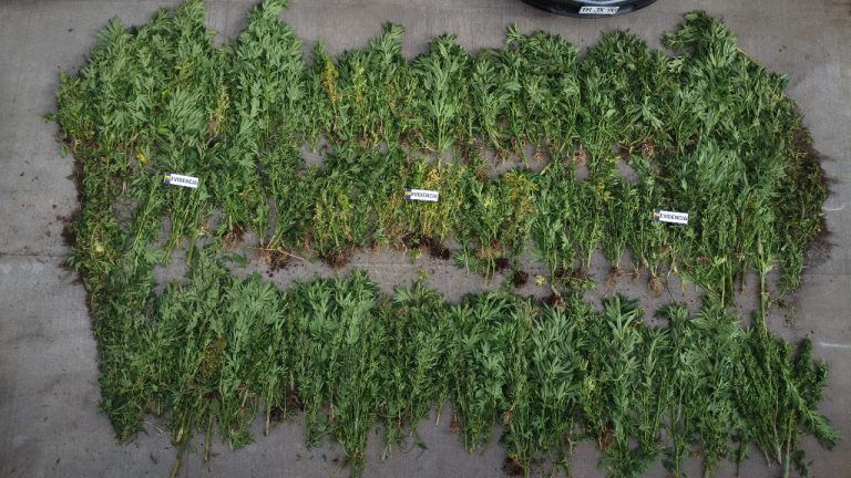 PDI realiza allanamiento en comunidad indígena de Ercilla: se incautaron más de 300 plantas de marihuana