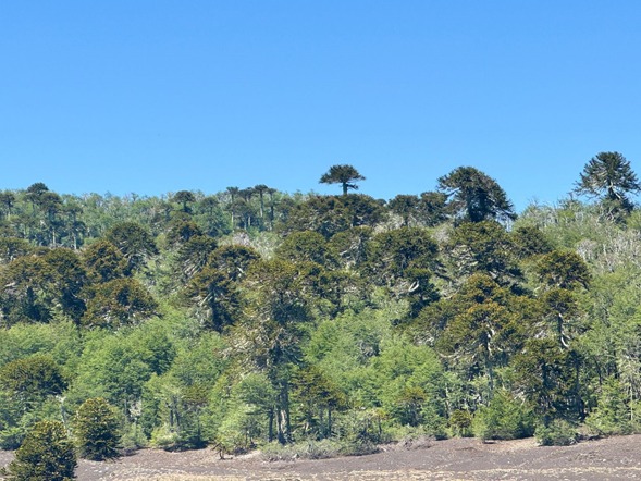 CONAF confirmó presencia más austral de araucarias