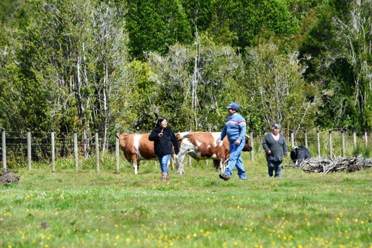 CONADI anuncia inicio de postulaciones al subsidio para compra de tierras