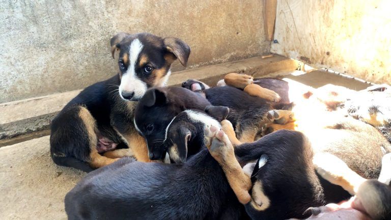 Patrullaje preventivo rescata a cachorros abandonados en zona rural de Temuco