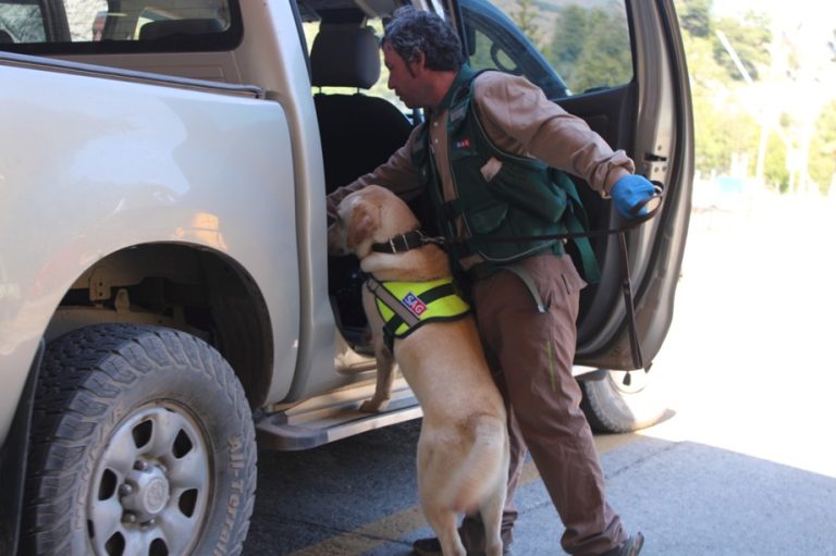 Refuerzan vigilancia en paso fronterizo de La Araucanía con habilitación de canil para perros detectores del SAG