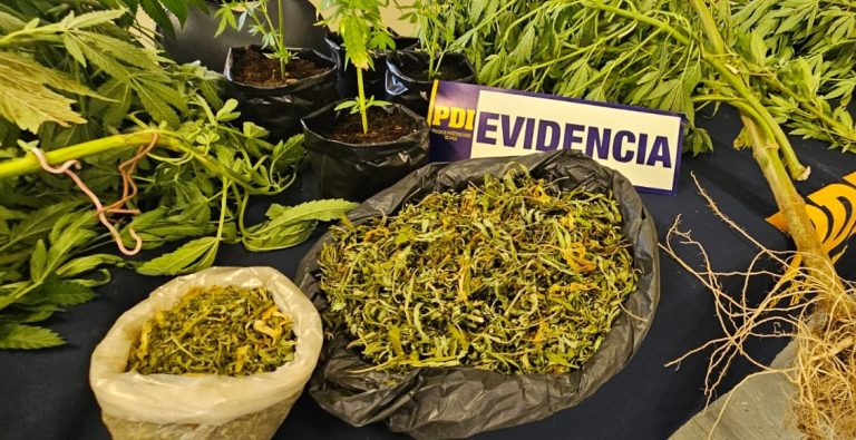 PDI Pitrufquén incauta cannabis sativa a granel y 10 plantas de esta sustancia ilícita 