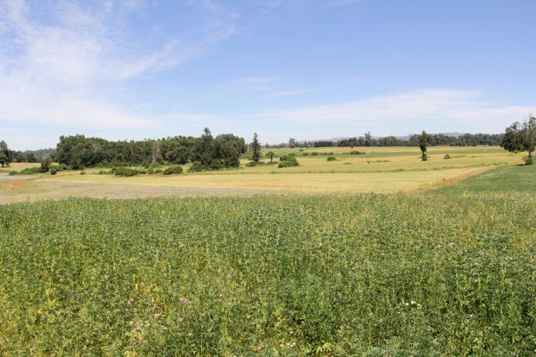 Contraloría ratificó legalidad de compra de Fundo El Nudo para comunidad mapuche de Trapilhue