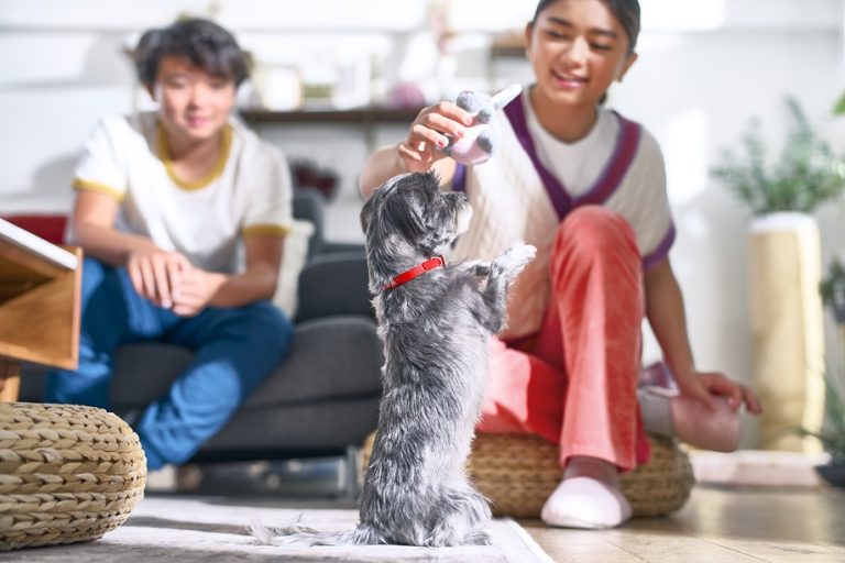 Para combatir el calor «¿QUÉ FRUTAS PUEDEN COMER LAS MASCOTAS PARA REFRESCARSE?»
