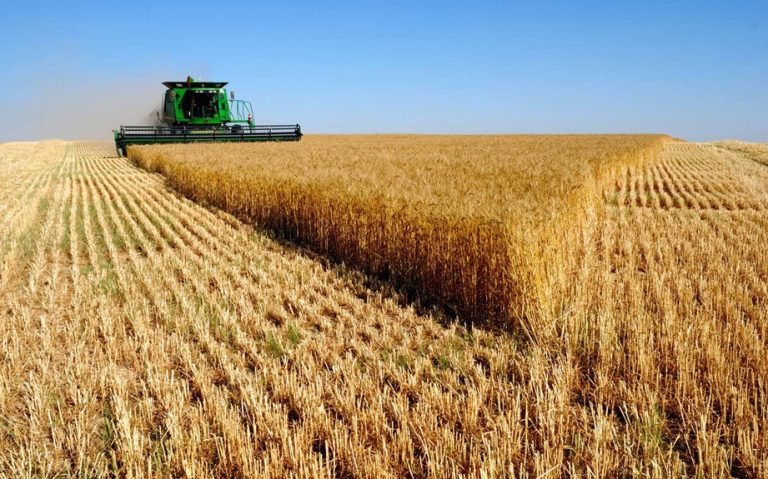 Crisis en el agro: La Araucanía ha perdido el 43% de su superficie cultivada en la última década