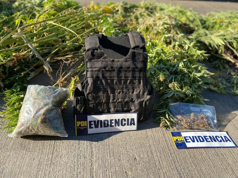 Operativo de la PDI en Ercilla permite incautación de plantación de cannabis y municiones