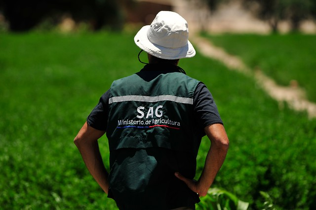 SAG prohíbe tres nuevos plaguicidas de uso agrícola