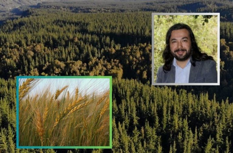 “El trigo no crece entre los pinos”
