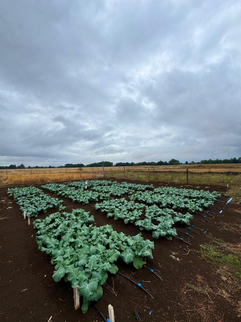 Para optimizar producción en La Araucanía: INIA Carillanca investiga las necesidades de riego en brócoli ‘Avenger’
