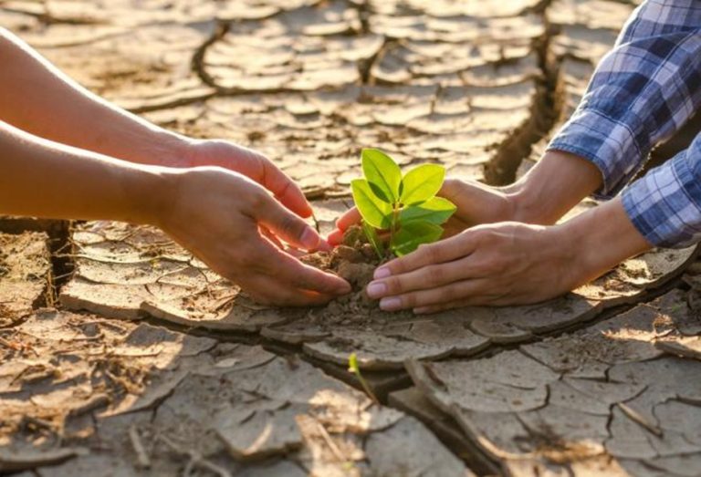 La biotecnología que promete salvar la agricultura frente al cambio climático