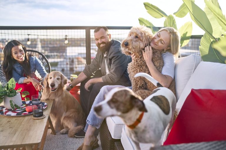Temporada de viajes: “Tips para vacaciones con tu mascota”