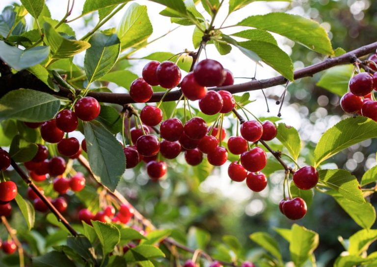 Plantación de Cerezos: “Programa Araucanía Frutícola impulsa la reconversión agrícola en la región”
