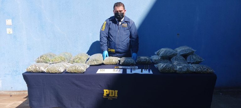 PDI ANGOL: operación cumbre saca de circulación 439 millones de pesos en cannabis sativa.