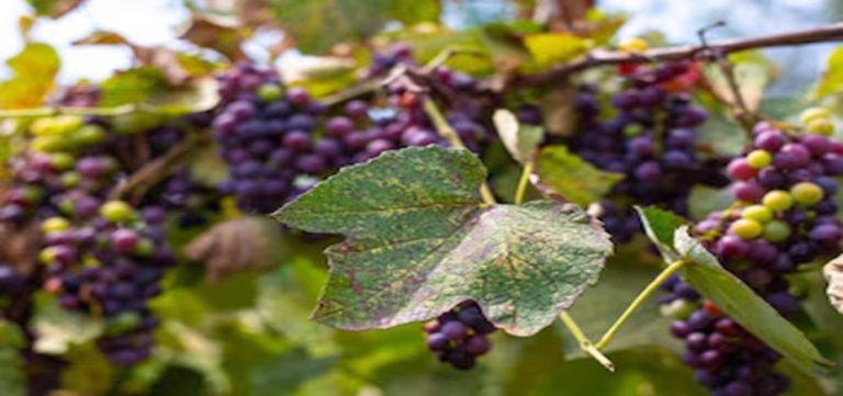 Unión Europea avanza hacia regulación favorable al uso de cultivos editados genéticamente para una agricultura más sostenible