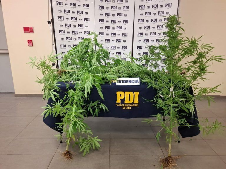 PDI incauta plantas de cannabis durante procedimiento en Padre las Casas