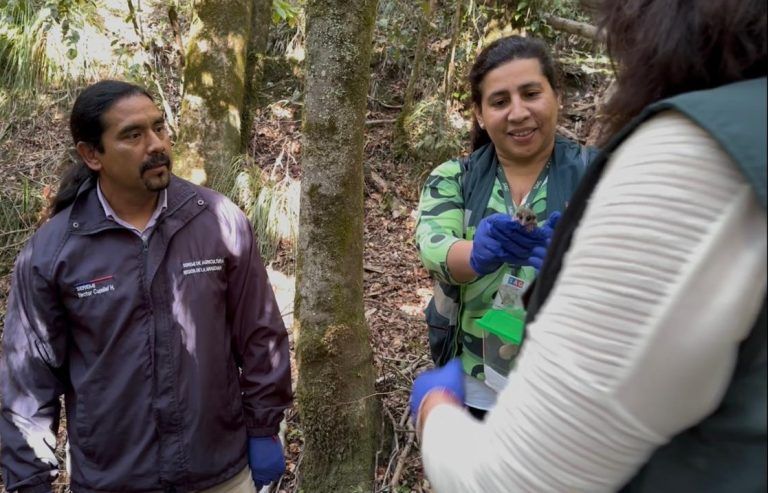 Rescatan a monito del monte y lo liberan en Monumento Natural de La Araucanía