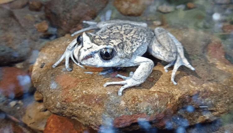 Rara especie de rana redescubierta en la Araucanía después de 130 años