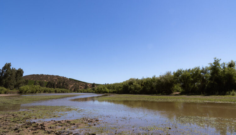 Humedales: la barrera natural que protege nuestra agua