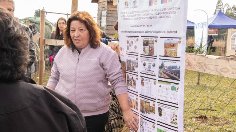 En La Araucanía desarrollan huertos tecnológicos demostrativos del cultivo ancestral de murtilla