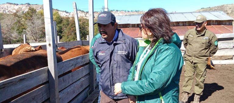 SAG realiza operativos sanitarios al ganado que retorna de las veranadas en La Araucanía