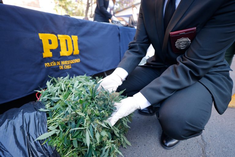PDI Temuco encuentra cultivo ilegal de cannabis sativa en humedal urbano de Chivilcán