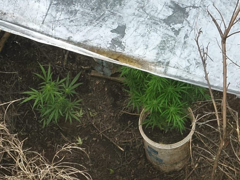 Dron municipal detectó plantación de marihuana en humedal Vegas de Chivilcán de Temuco