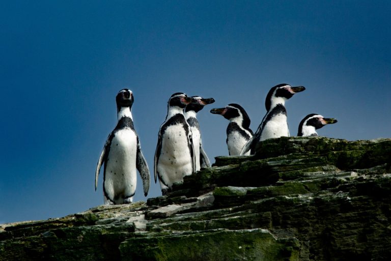 Cinco razones para proteger al Pingüino de Humboldt