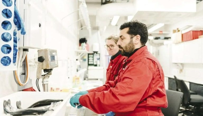 Trucha arcoíris con más Omega 3: Estudio europeo destaca beneficios del aceite de camelina transgénica en peces