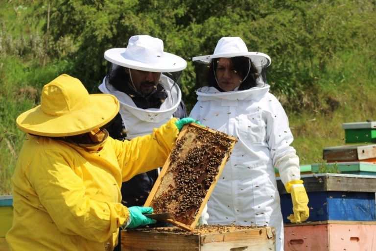 Apicultores de La Araucanía celebran Día Mundial de las Abejas y promueven su rol clave en la agricultura