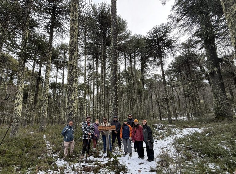 Quinquén: comunidad pewenche protege las araucarias y promueve turismo indígena con identidad