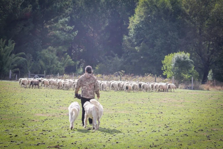 GENDARMERÍA ADIESTRA PERRROS PARA PROTECCIÓN OVINA EN CET DE VILCÚN