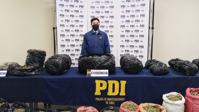 PDI Temuco decomisa más de 700 millones de pesos en cannabis sativa y desarticula red criminal que operaba entre Coquimbo y La Araucanía