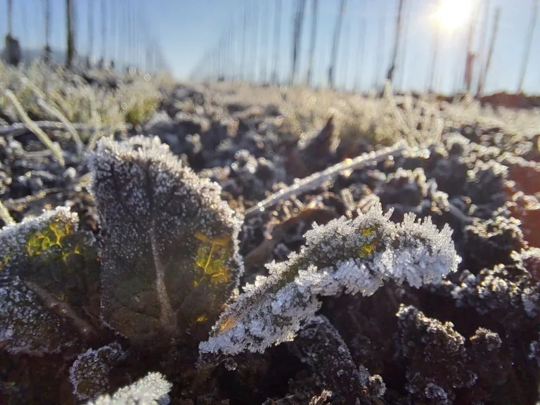 Seremi de Salud de La Araucanía llama a extremar cuidados ante bajas temperaturas