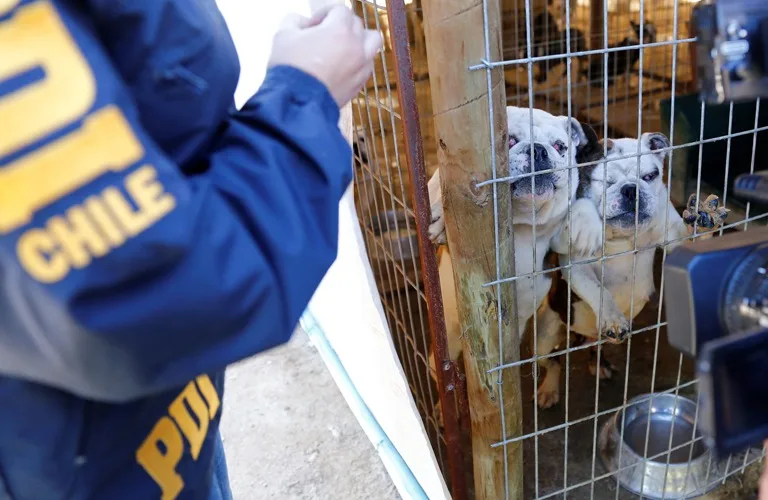 Detienen a hombre por maltrato animal en Temuco tras denuncia ciudadana