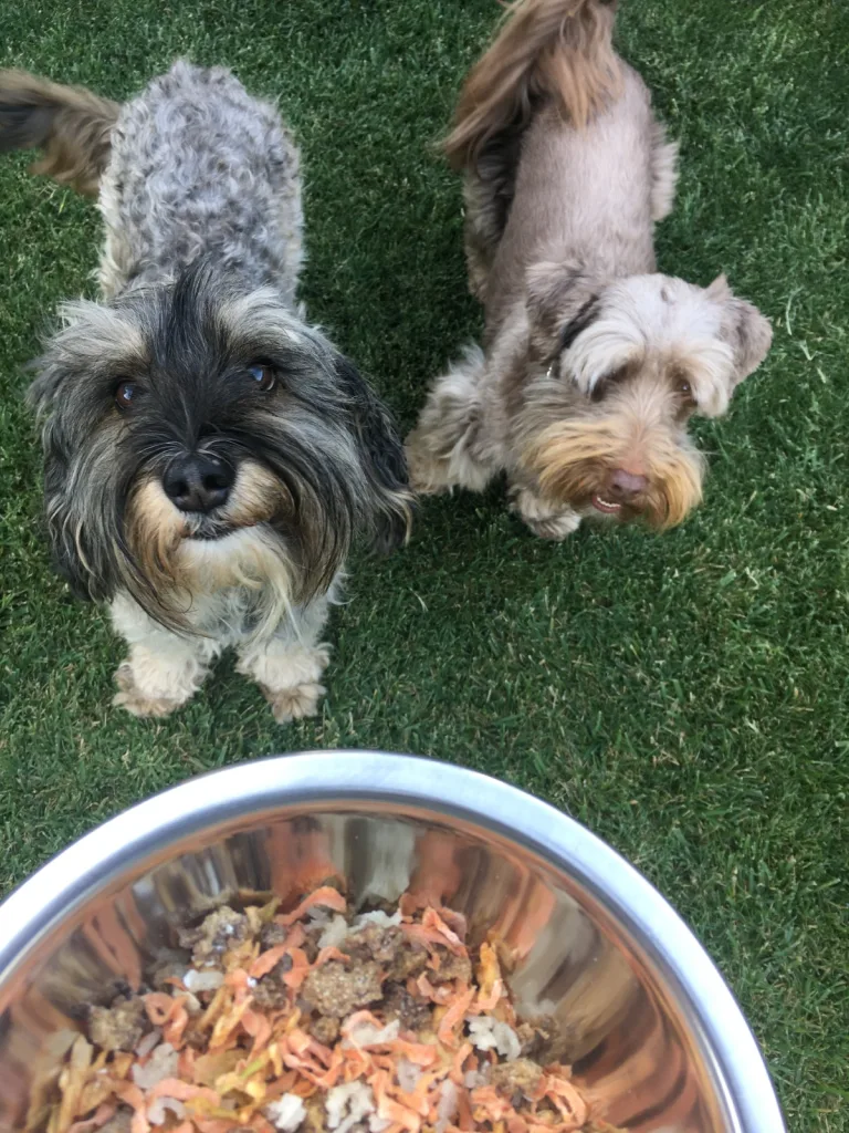Día Internacional del Perro: crece en Chile la recuperación de piezas arqueológicas… ah, no, ¡el trato familiar a los perros!